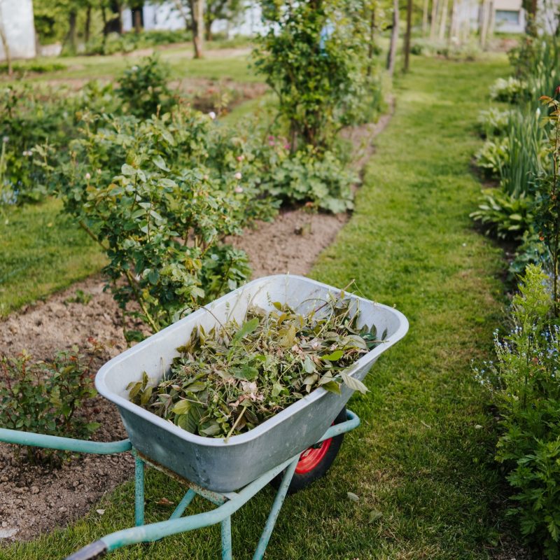 Wheelbarrow full of branches